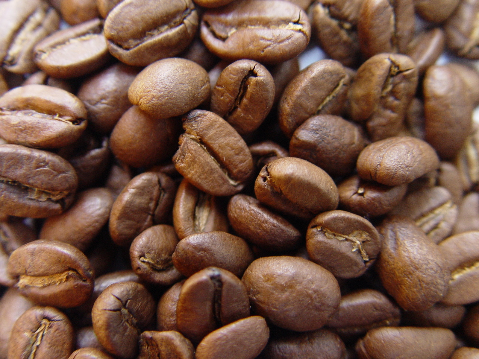 Koffiedik Hoe komen die maden toch in de vuilnisbak?